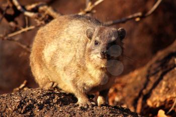 Dassie Basking on the Rocks in the South African Morning Sun