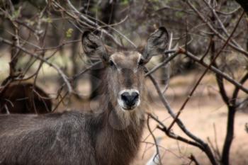 Alert Waterbuck Listening Carefully to Every Sound