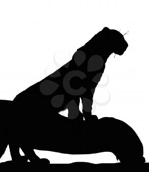 Detailed Portrait Silhouette of Young Leopard on Branch