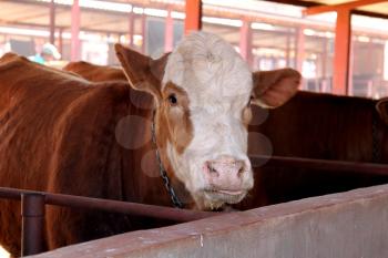 Brown with white on head Simmentaler cow in stable.