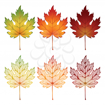 Royalty Free Clipart Image of a Set of Maple Leaves