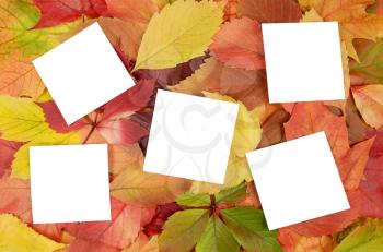 autumn leaves and white sheets of paper