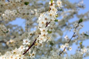 white blossom on three spring