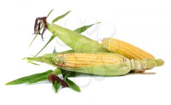 corn ripe and sweet  isolated on white background