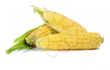 corn ripe and sweet  isolated on white background