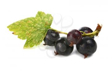 black currants isolated on white background