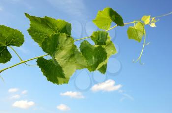 grape-vine on a background sky