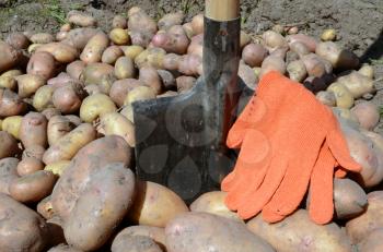 harvest of potato on nature