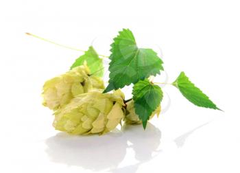 hop ingredient for beer isolated on white background