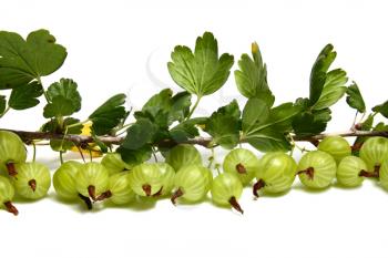 much gooseberry on a brunch with leaves isolated on white background