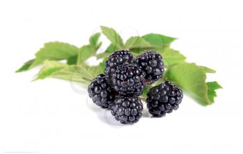 ripe blackberry with green leaves isolated on white background