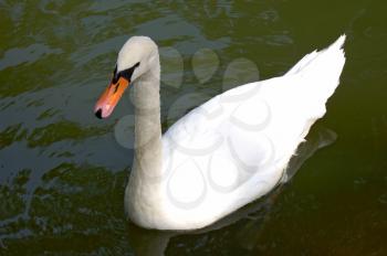 a white swan swimming on water
