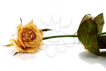 withering rose isolated on white background