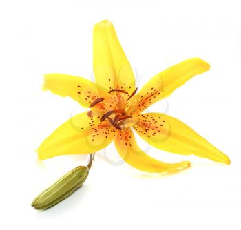 yellow lily isolated on white background