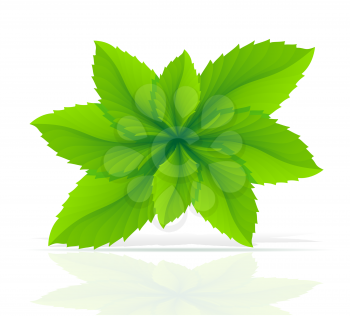 abstract mint leaves vector illustration isolated on white background