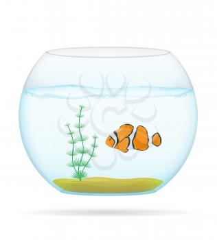 fish in a transparent aquarium isolated on white background