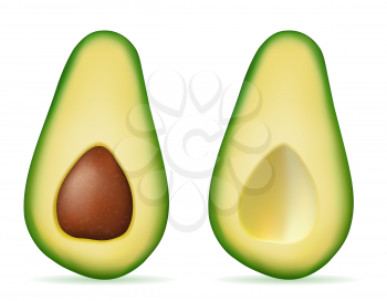 green avocado fresh ripe fruit vector illustration isolated on white background