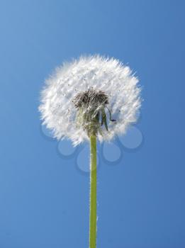 Dandelion against the sky