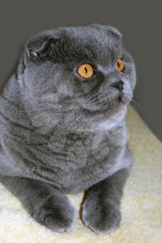 Scottish Fold cat