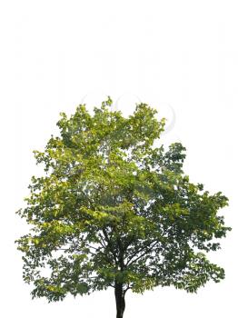 tree  isolated on white