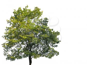 tree  isolated on white