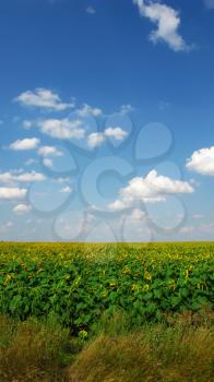 Fields of sunflowers