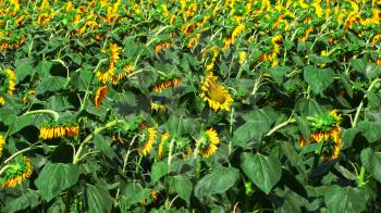 Fields of sunflowers