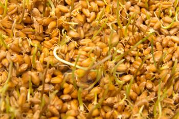 sprouted wheat as the background