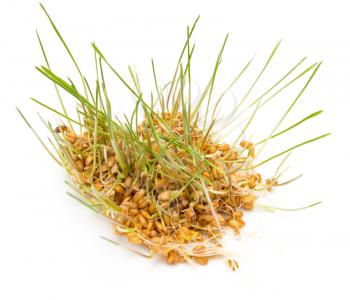 young wheat sprouts on a white background 