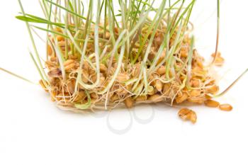 Wheat sprouts on white background 