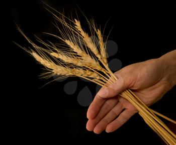 hand with the wheat on a black background