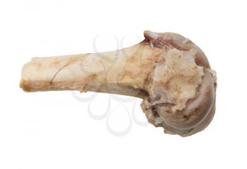 bone on a white background