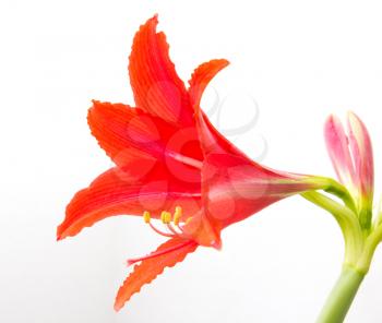 Red flower on a white background