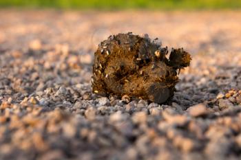 Manure of a horse with flies on the nature