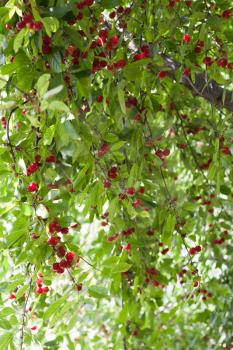 cherries on the tree