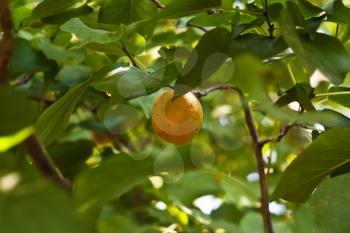 Apricot on a tree with an ant 