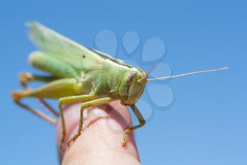 grasshopper in the sky