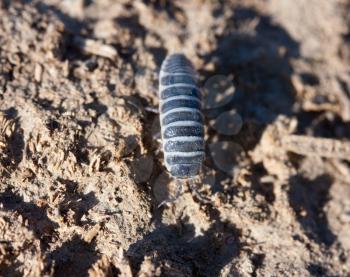 Closeup view of a woodlice bug walking on the dirt. 