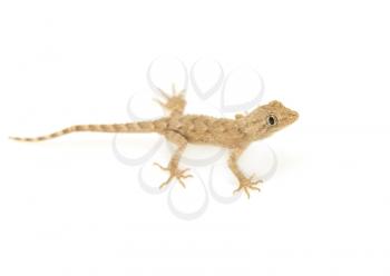 lizard on a white background