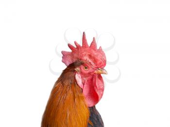 Isolated rooster portrait 