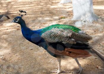 peacock  