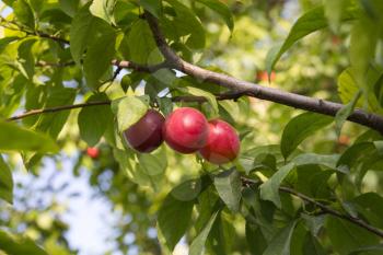 red plums on the tree