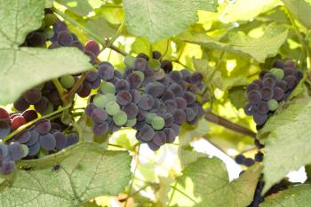Purple grapes growing on vine 