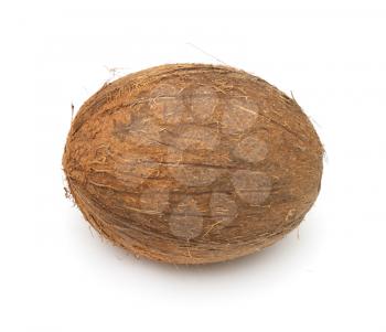 coconut on white background