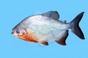 Piranha fish in water With Clipping Path 