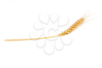 wheat on the white background 