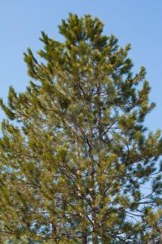 pine against the sky