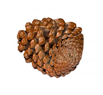 Cedar cone isolated on white background 