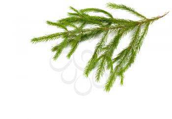 Christmas green framework isolated on white background 