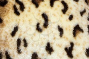 abstract texture of leopard skin 